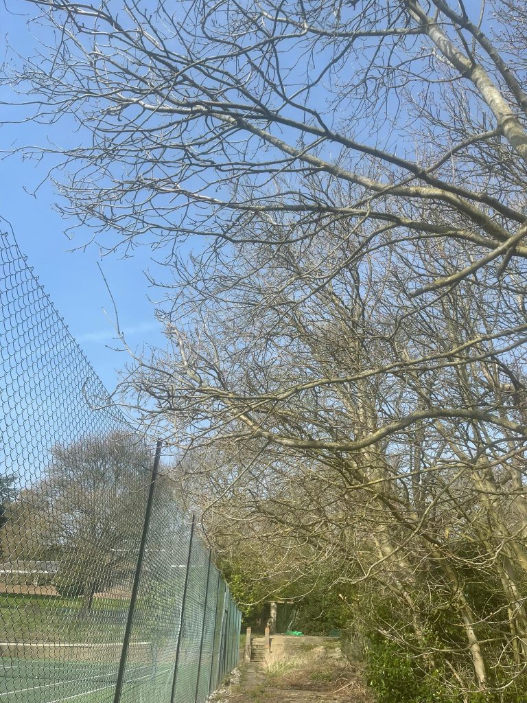 London Tree Surgeon Project