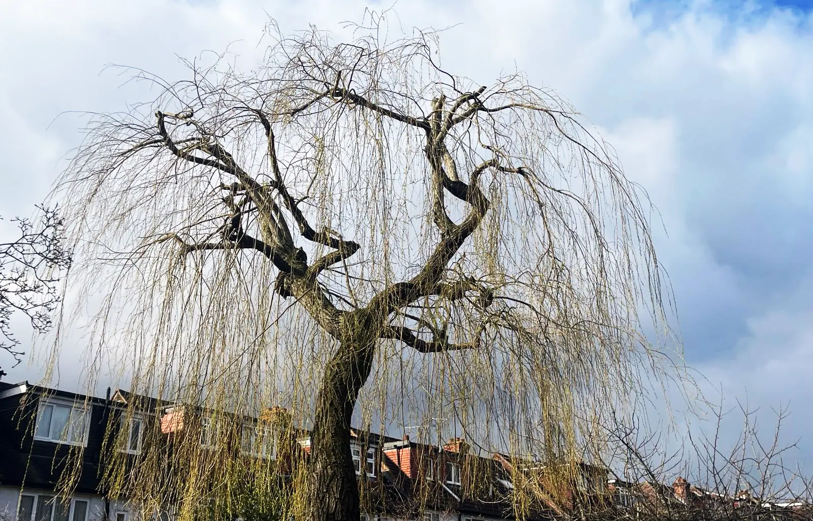 tree surgeon near me