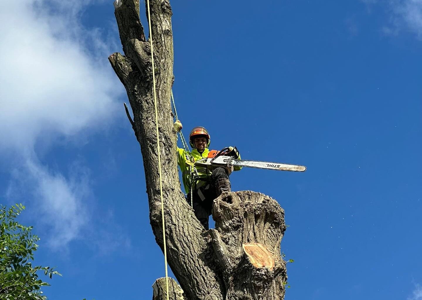 Tree surgeon in safety helmet and harness using a chainsaw to remove branches from a tall tree